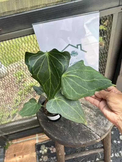 plant/Anthurium delta force tc-0-thumbnail