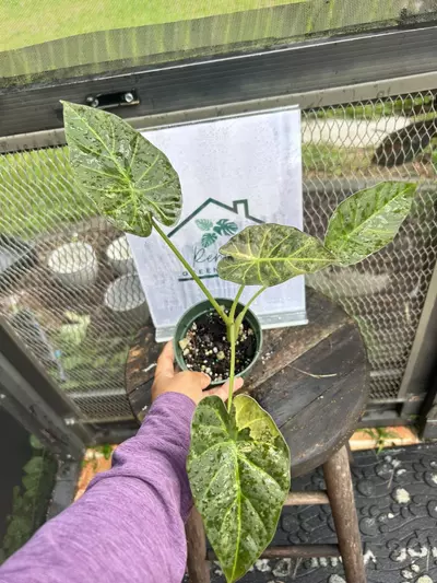 plant/Alocasia regal shield variegated-0-thumbnail