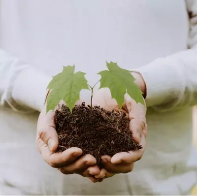 plant/2 week Hold-0-thumbnail