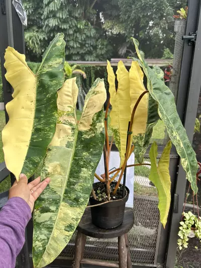 plant/Philodendron billietiae variegated-0-thumbnail