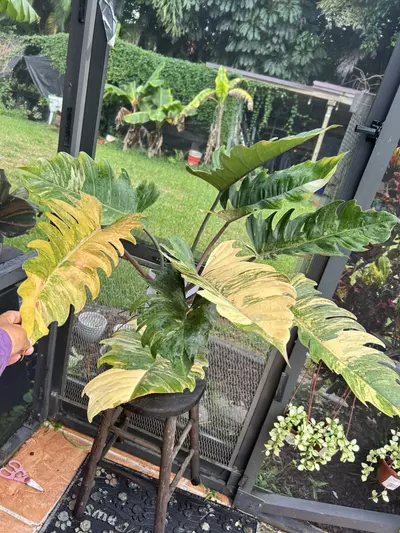 plant/Caramel marble xxl-0-thumbnail