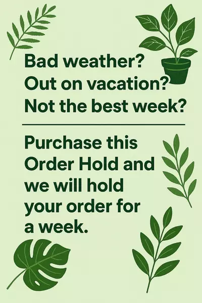 plant/Hold for a week!-1-thumbnail