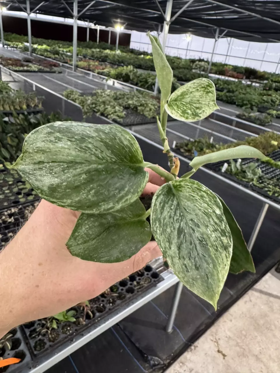 plant/Scindapsus treubii moonlight yellow starter plant growers choice DD2-1
