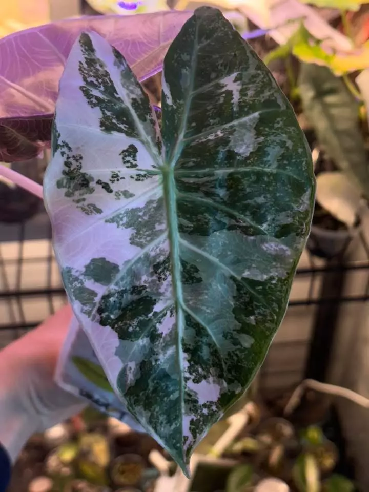 plant/Pink Dragon Albo pup-1