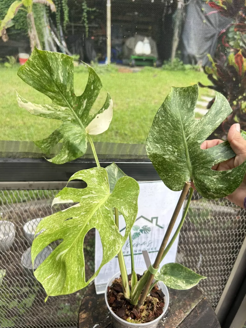 plant/Monstera Thai platinum-0