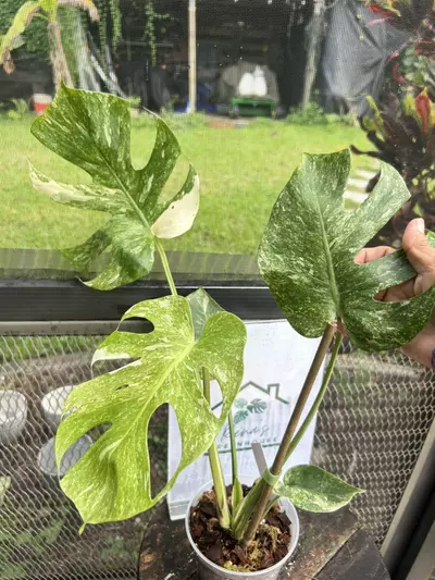 plant/Monstera Thai platinum-0-thumbnail