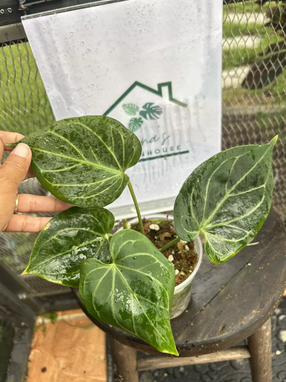 plant/Anthurium king of spade-0