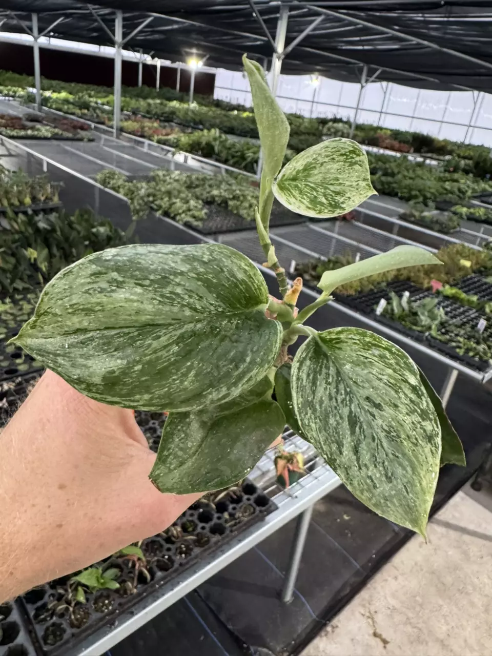 plant/Scindapsus treubii moonlight yellow starter plant growers choice DD2-0