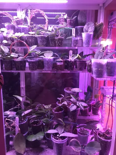 plant/Mystery Hoya Cutting Bundle 10x-1-thumbnail