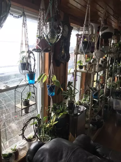 plant/Mystery Hoya Cutting Bundle 10x-3-thumbnail