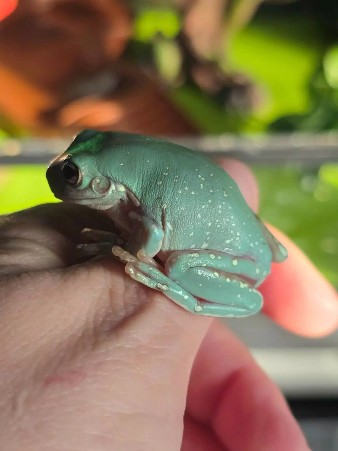 plant/Blue phase whites tree frog-0