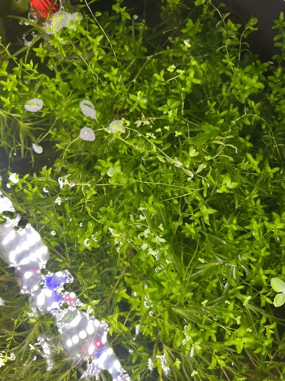 plant/Pearl Weed 10oz cup portion-0