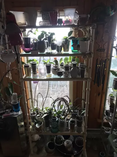 plant/Mystery Hoya Cutting Bundle 10x-4-thumbnail