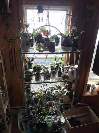 plant/Mystery Hoya Cutting Bundle 10x-5-thumbnail