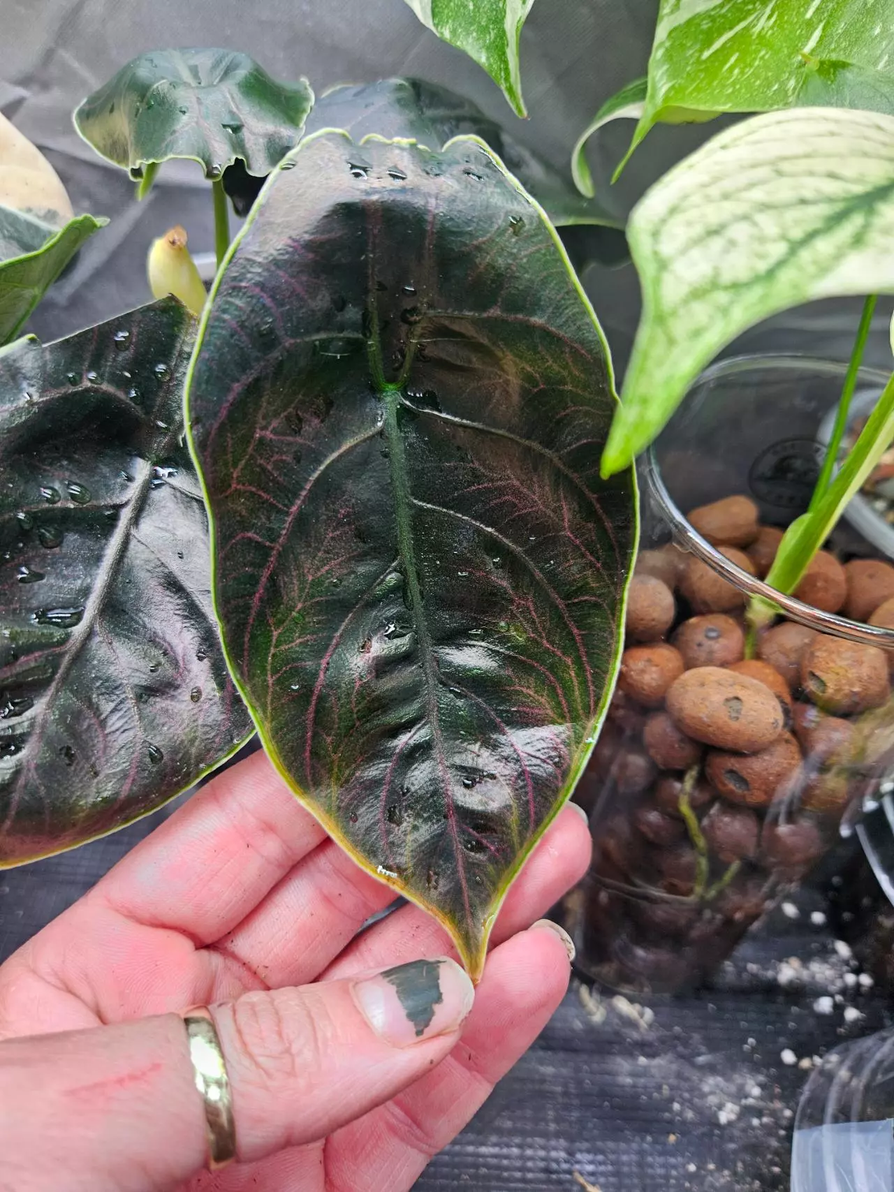 plant/Alanzii corms-0