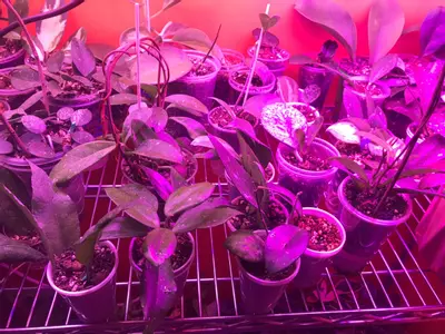 plant/Mystery Hoya Cutting Bundle 10x-6-thumbnail