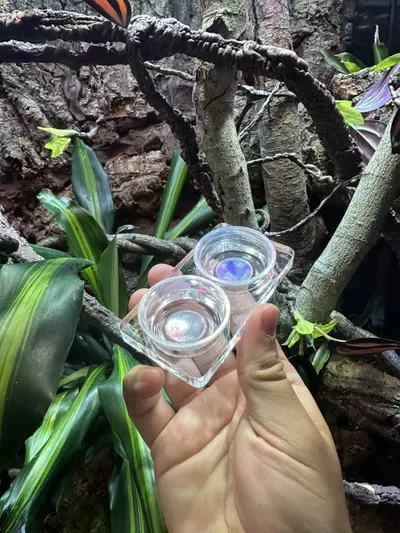 plant/Floor feeder and water dish-1-thumbnail