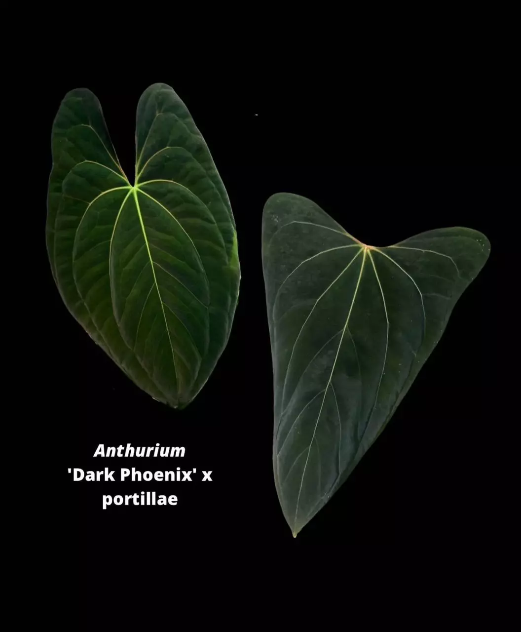 plant/Dark phoenix x Portillae from Hoya hole-2