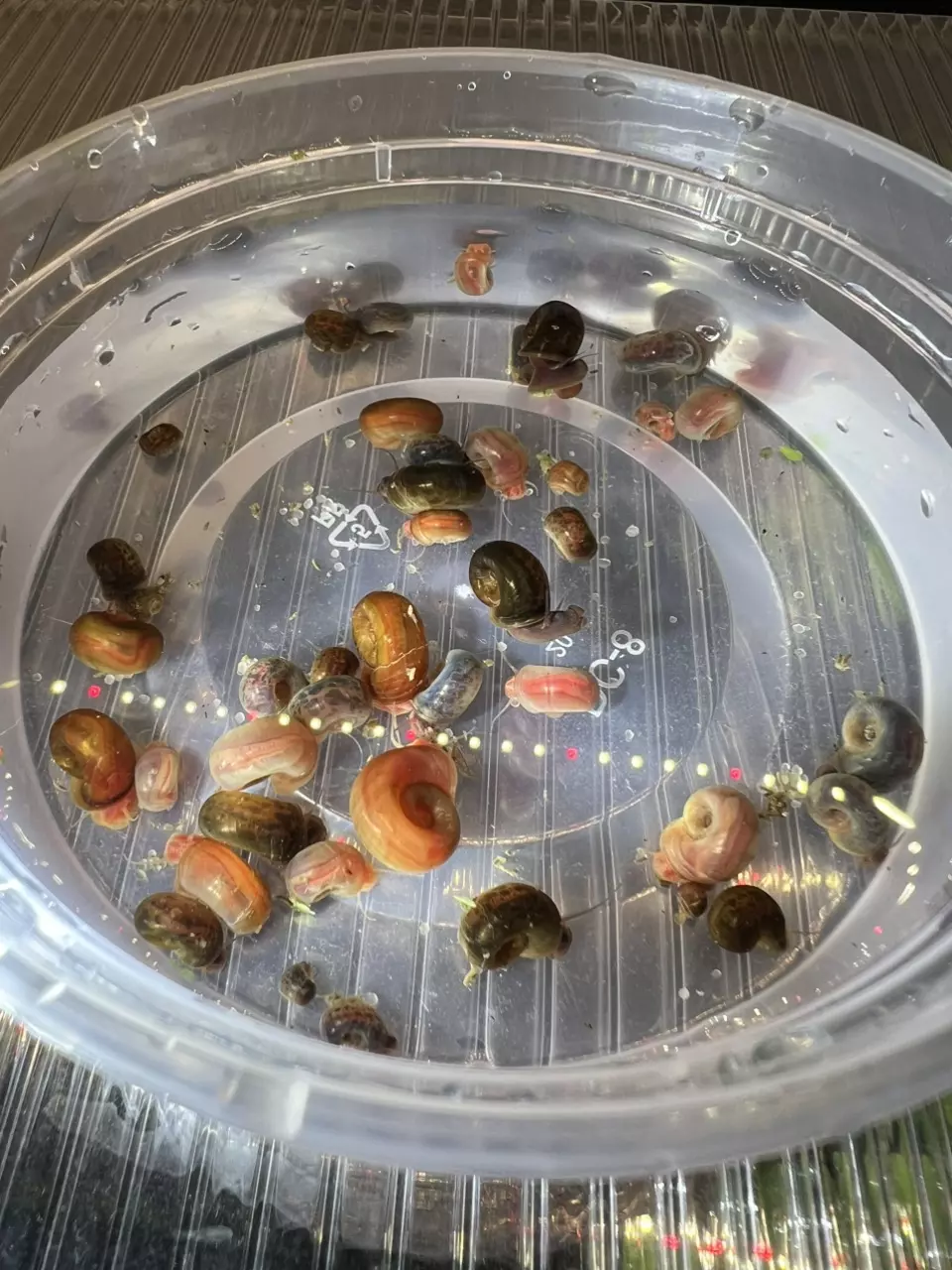 plant/20 assorted Ramshorn Snails-0