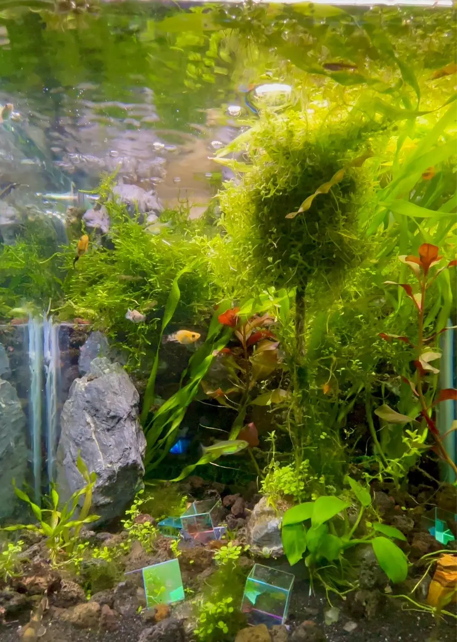 plant/Nano Fish Bliss! Breeders choice-0