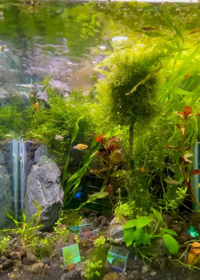 plant/Super Nano Tank Bundle!-0-thumbnail