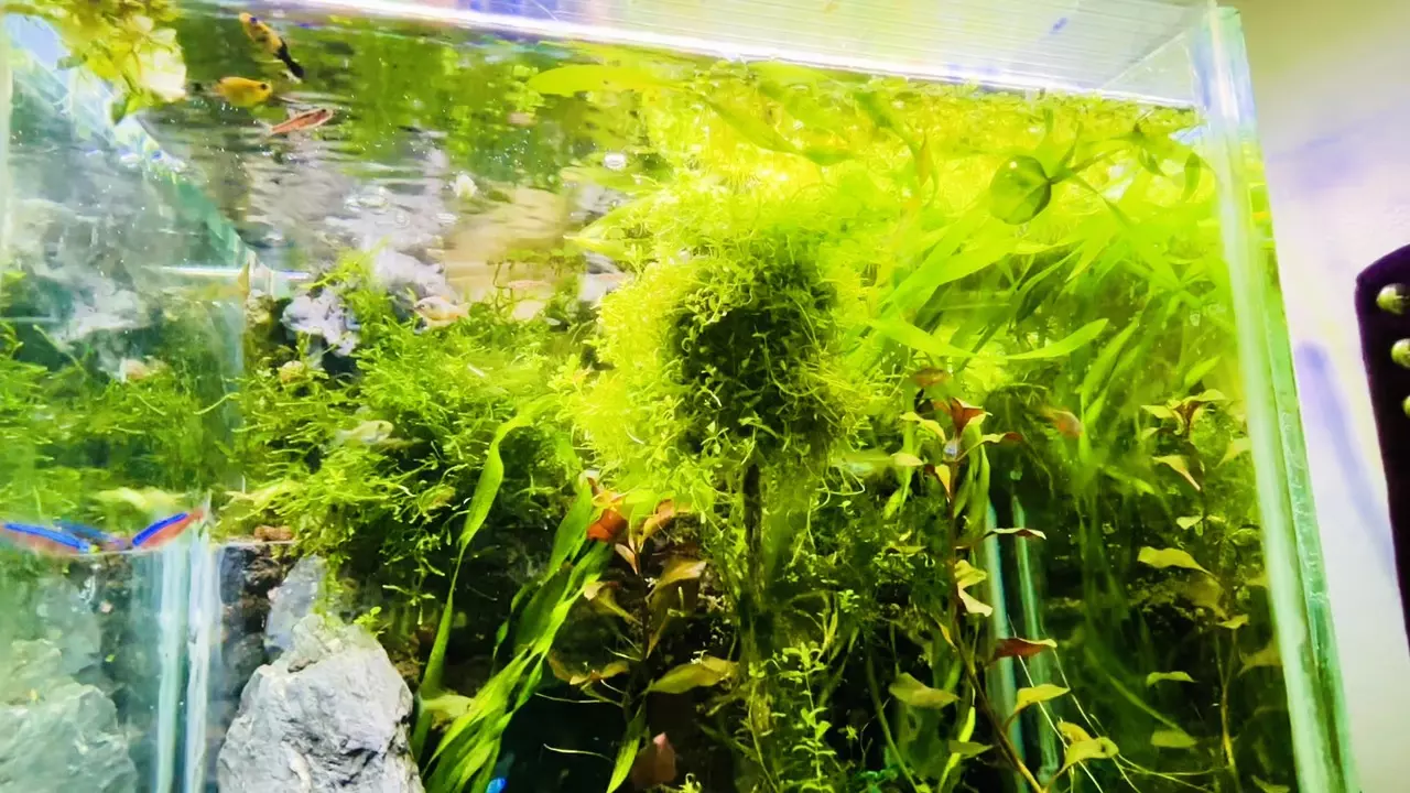 plant/Nano Fish, Plant and 2 Sprimp-0