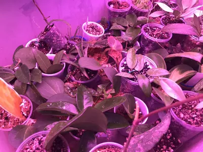 plant/Mystery Hoya Cutting Bundle 10x-7-thumbnail