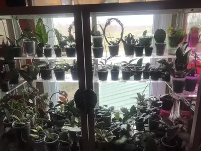 plant/Mystery Hoya Cutting Bundle 10x-2-thumbnail