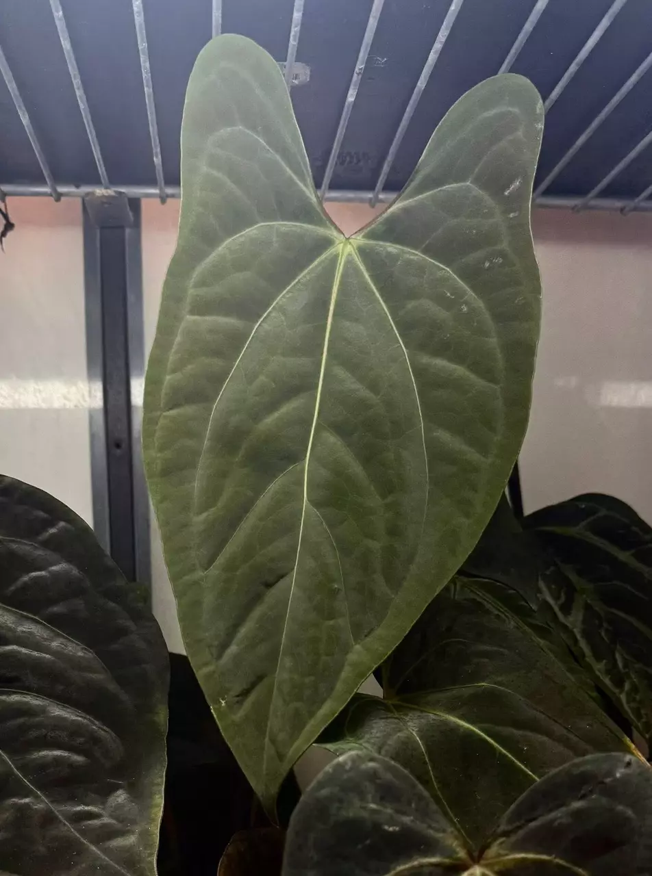 plant/Dark phoenix x Portillae from Hoya hole-1