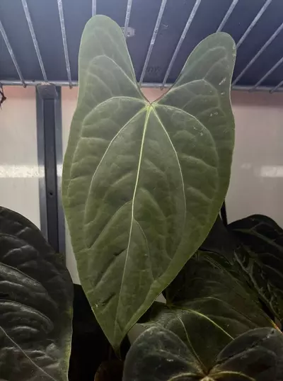 plant/Dark phoenix x Portillae from Hoya hole-1-thumbnail