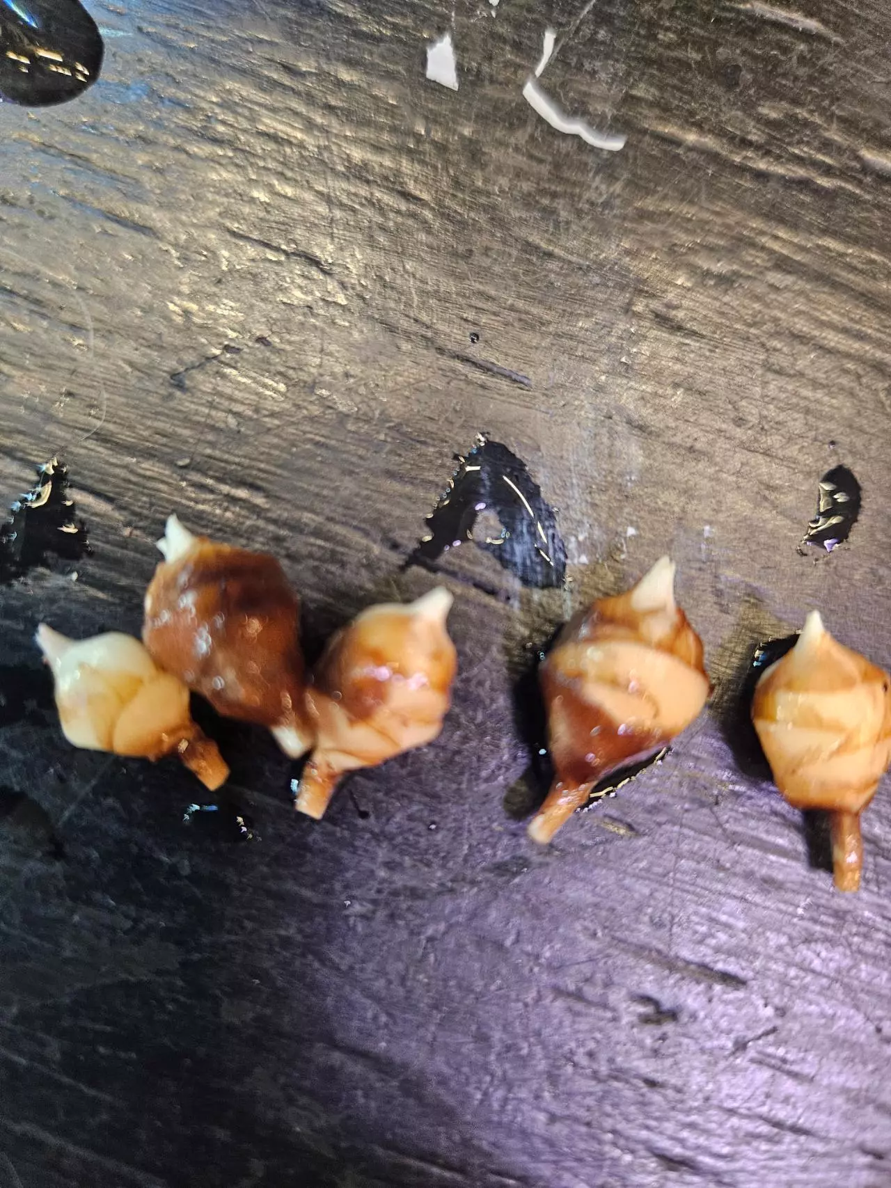 plant/Alanzii corms-1