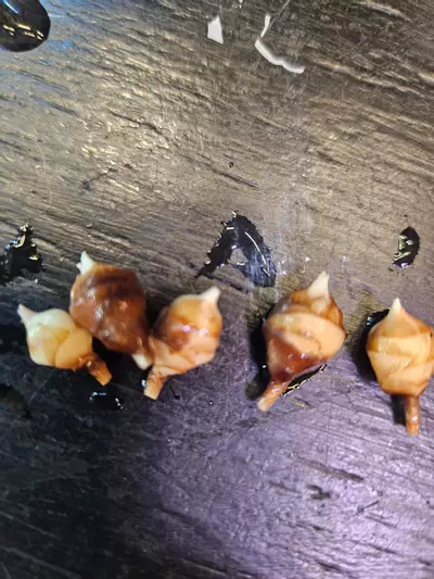 plant/Alanzii corms-1-thumbnail