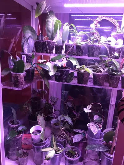 plant/Mystery Hoya Cutting Bundle 10x-0-thumbnail