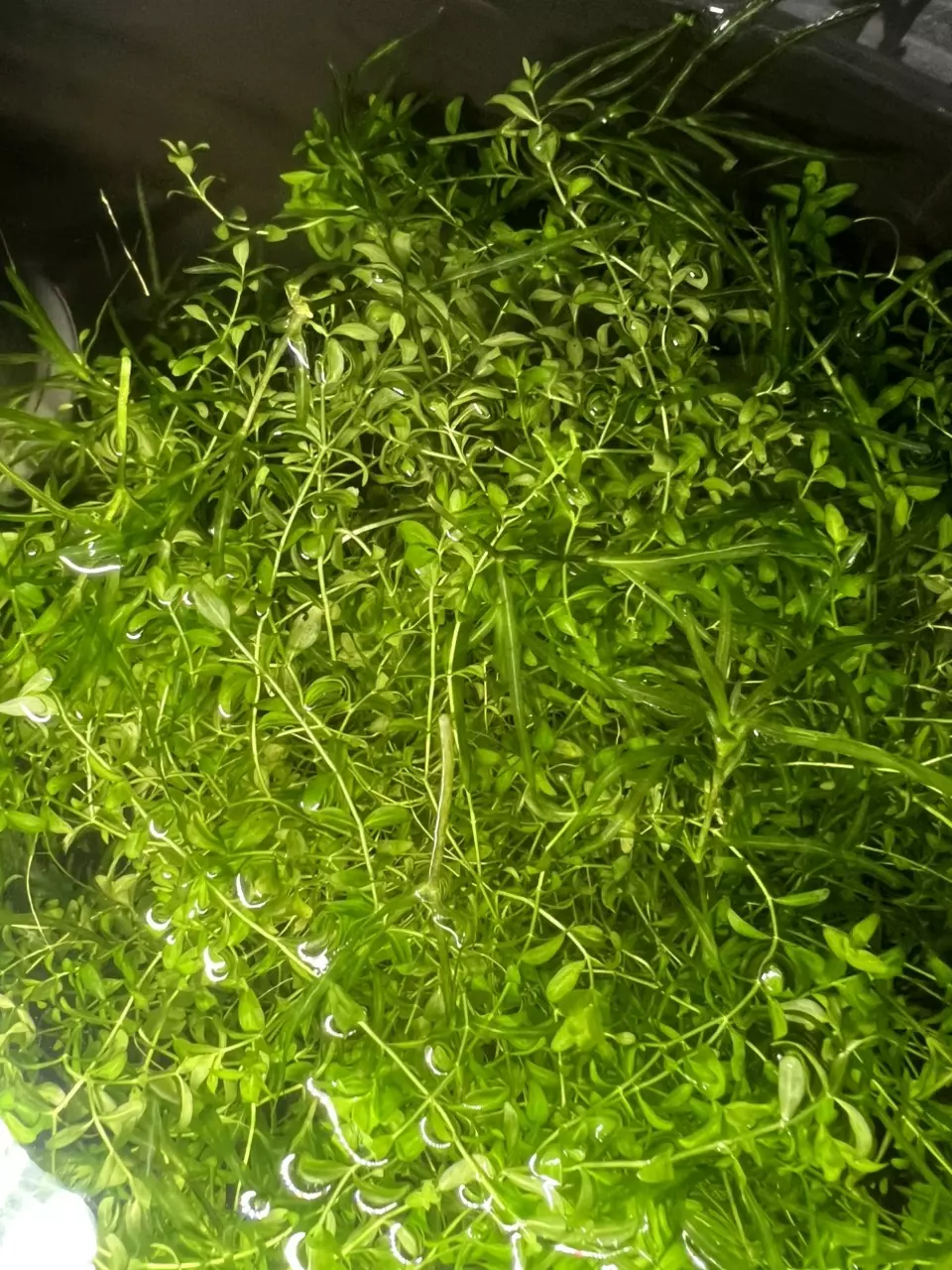 plant/Pearl Weed 10oz cup portion-1