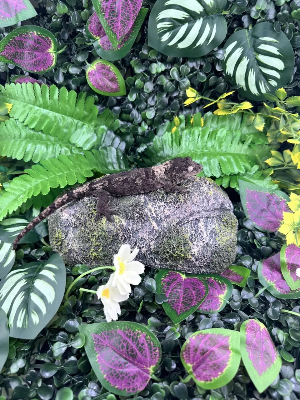 plant/Pine Island Chahoua C11 7/21/24 NPV 19 grams-1