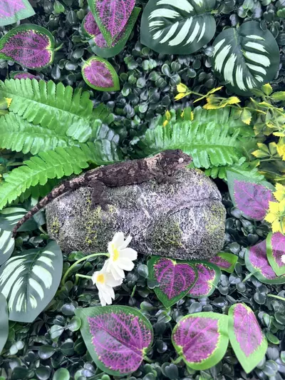 plant/Pine Island Chahoua C11 7/21/24 NPV 19 grams-1-thumbnail