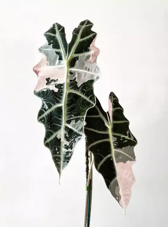 plant/Pink variegated alocasia Amazonica starter plant growers choice-0