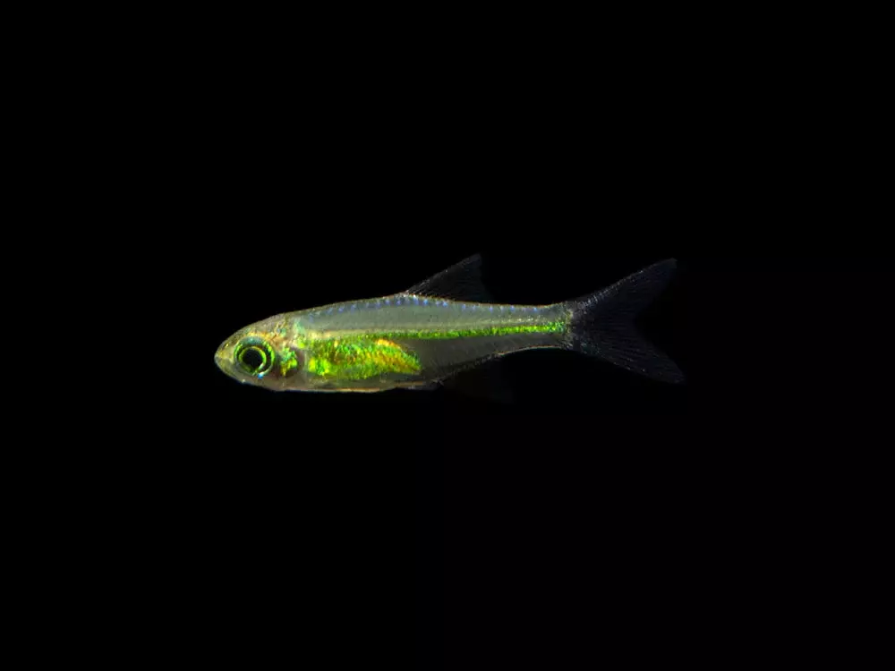 plant/Bliss starter beginner Nano Fish and Shrimp Pack-1