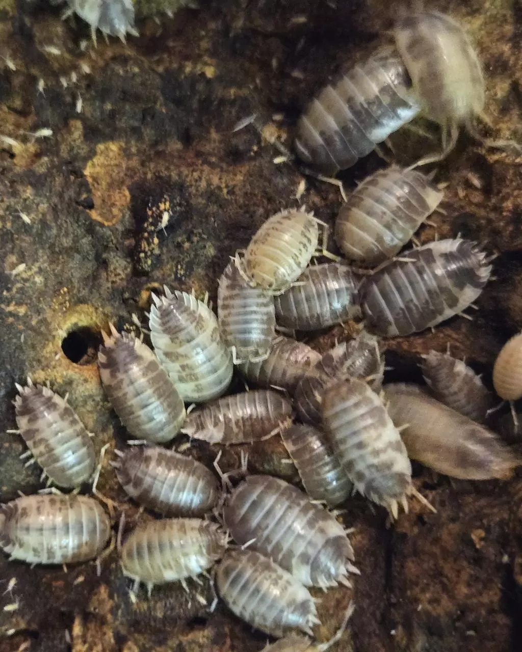 plant/Porcellio lavish Milkback isopod-0