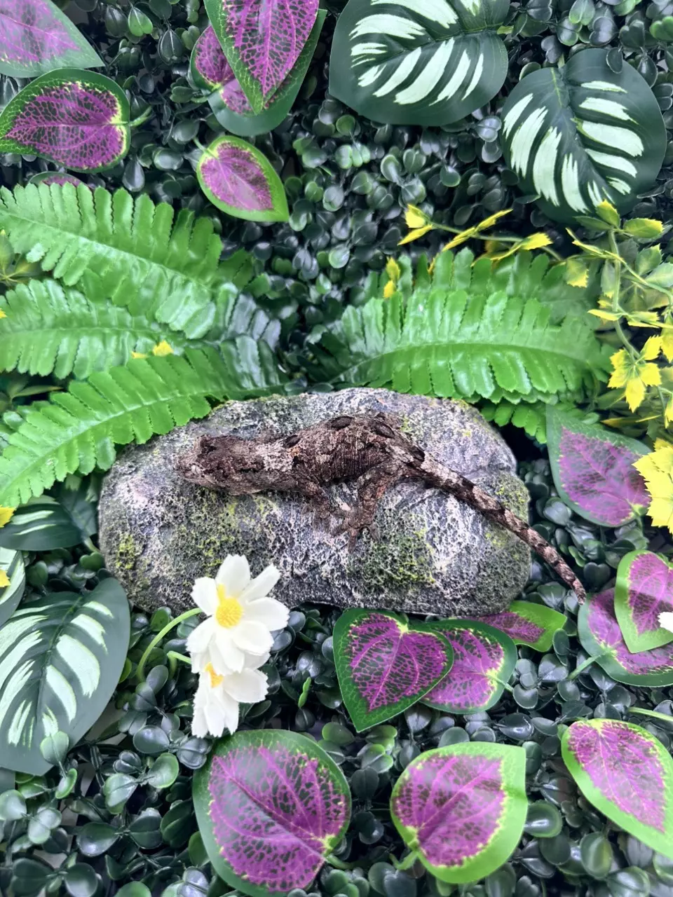 plant/Pine Island Chahoua C1 7/31/2024 NPV 18g-1