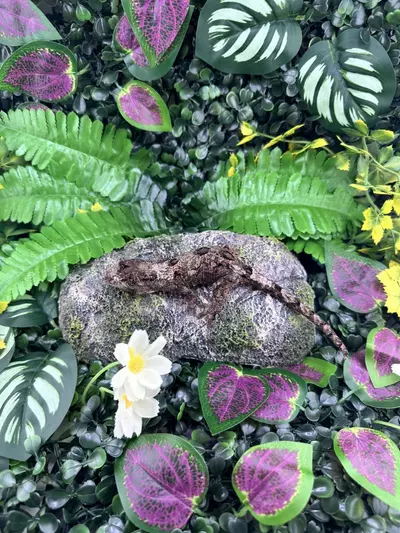 plant/Pine Island Chahoua C1 7/31/2024 NPV 18g-1-thumbnail