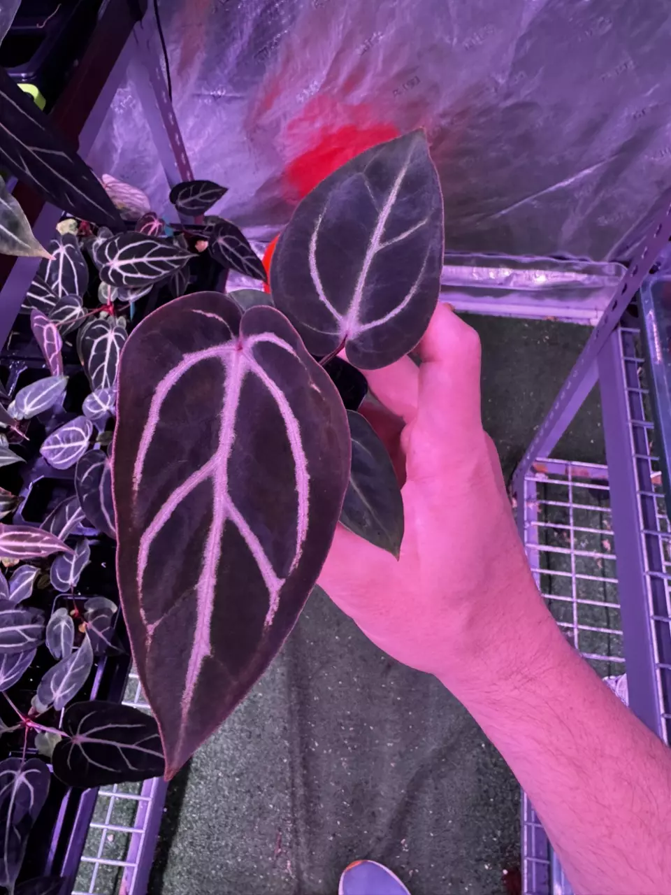 plant/carlablackiae round x GPH001 F2 batch 2-2