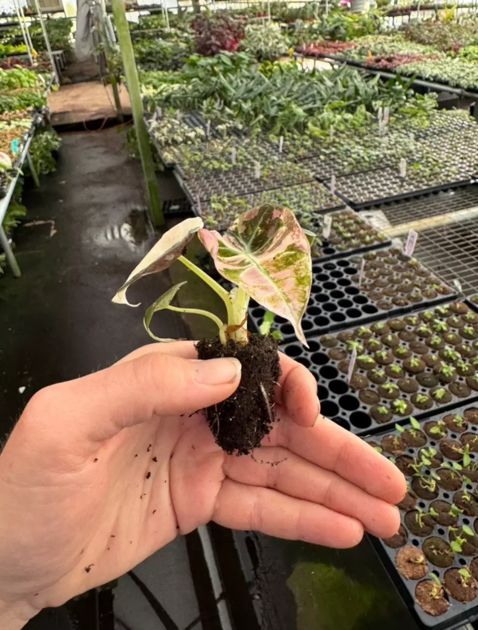 plant/Pink variegated alocasia black velvet starters growers choice-6
