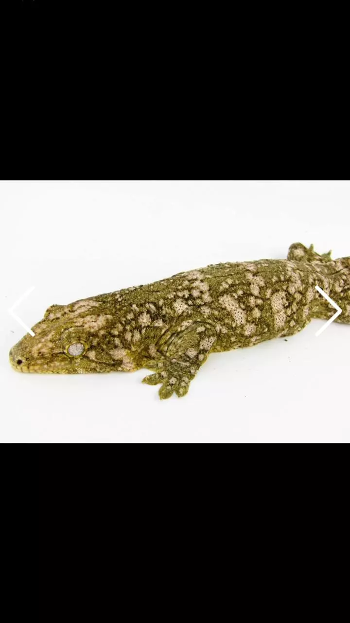 plant/107 Female Leachie produced by Freakie Leachies  150g-1
