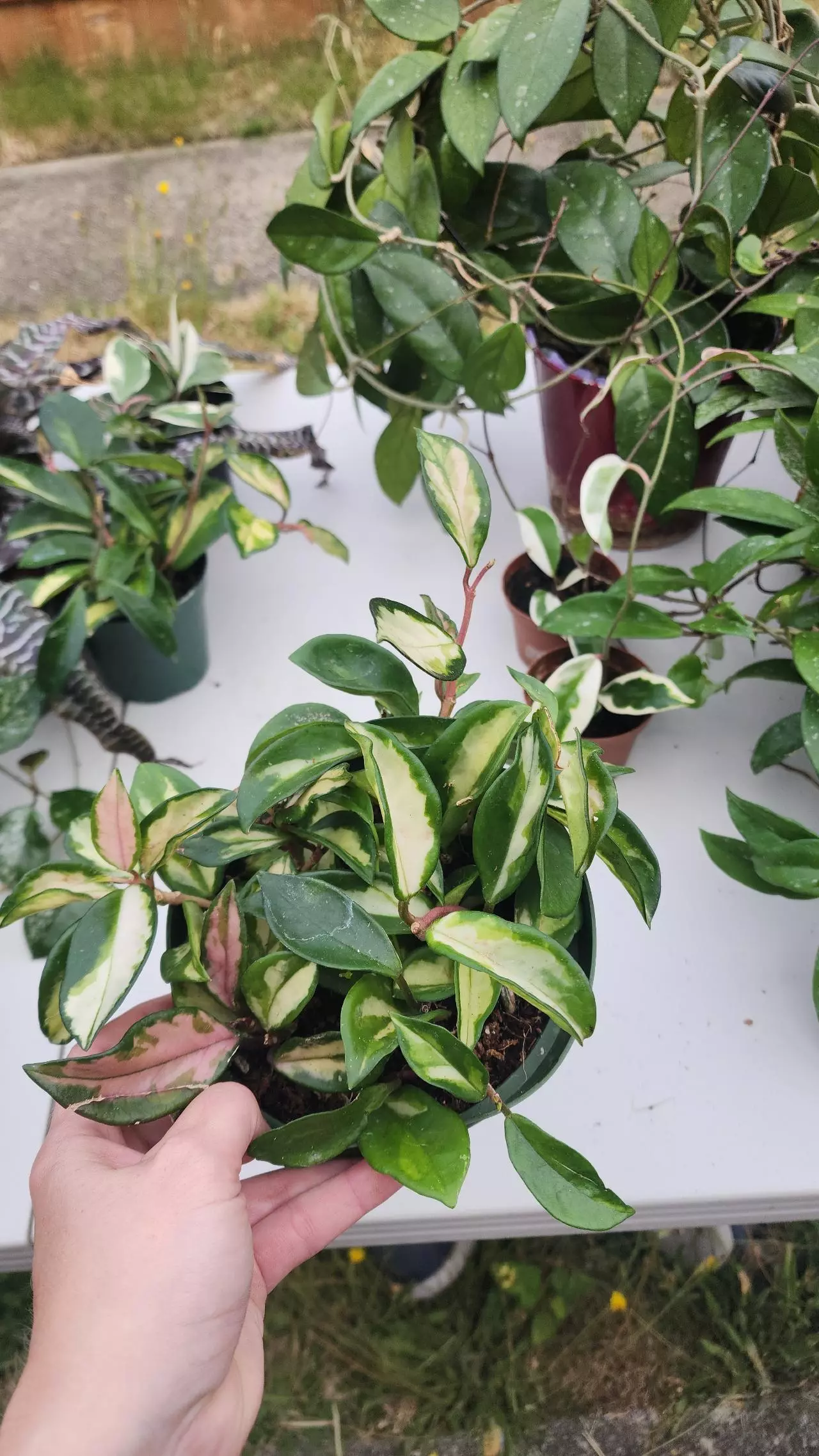 plant/6" Hoya carnosa rubra krimson princess-5