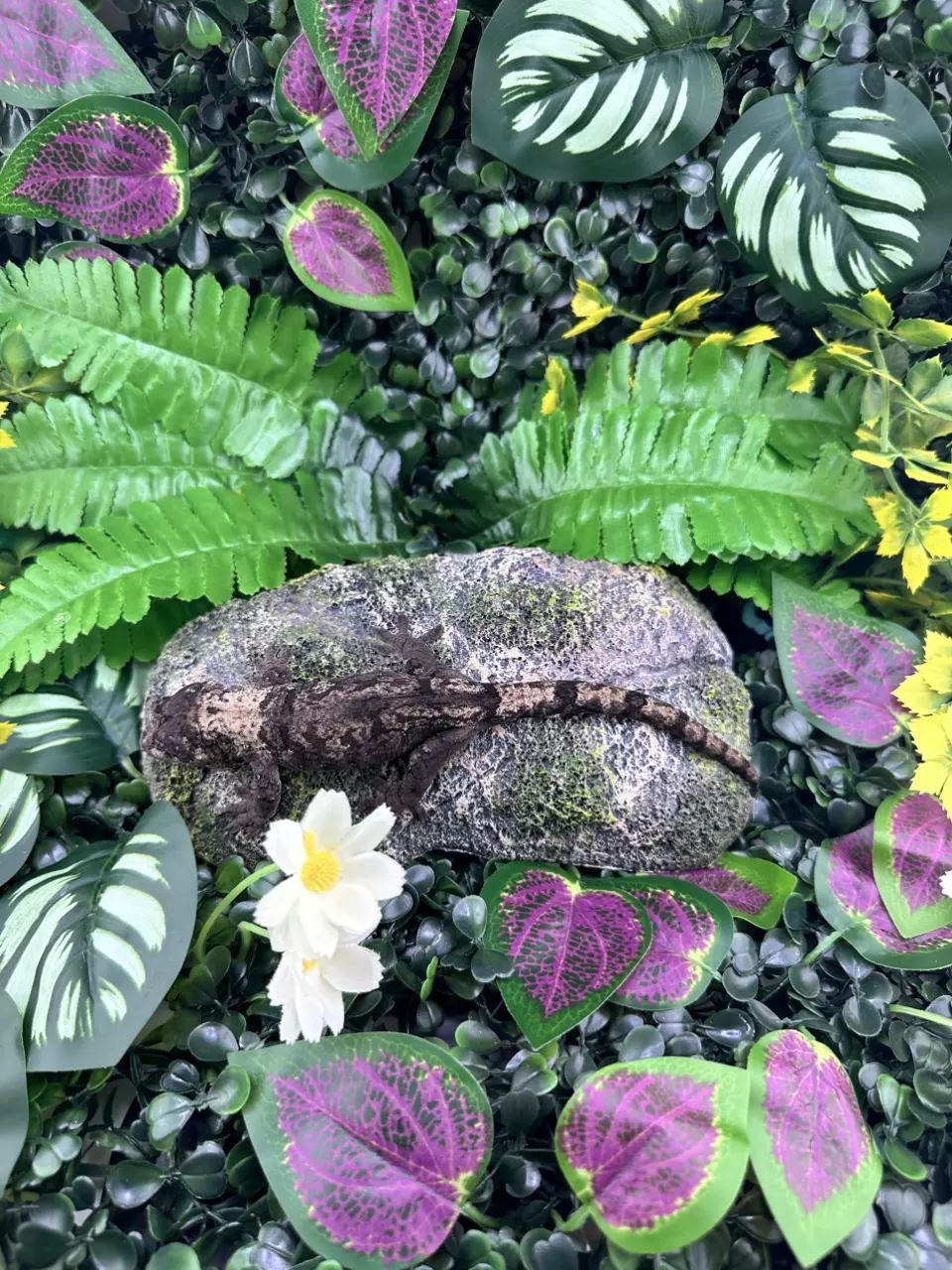 plant/Pine Island Chahoua C11 7/21/24 NPV 19 grams-0