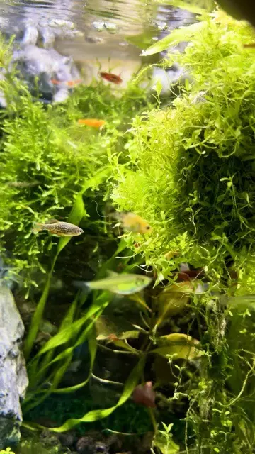plant/Nano Dream Pack-0