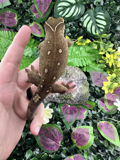 plant/11 Spot 😳 Male Sarasinorum Almost RTB-2-thumbnail