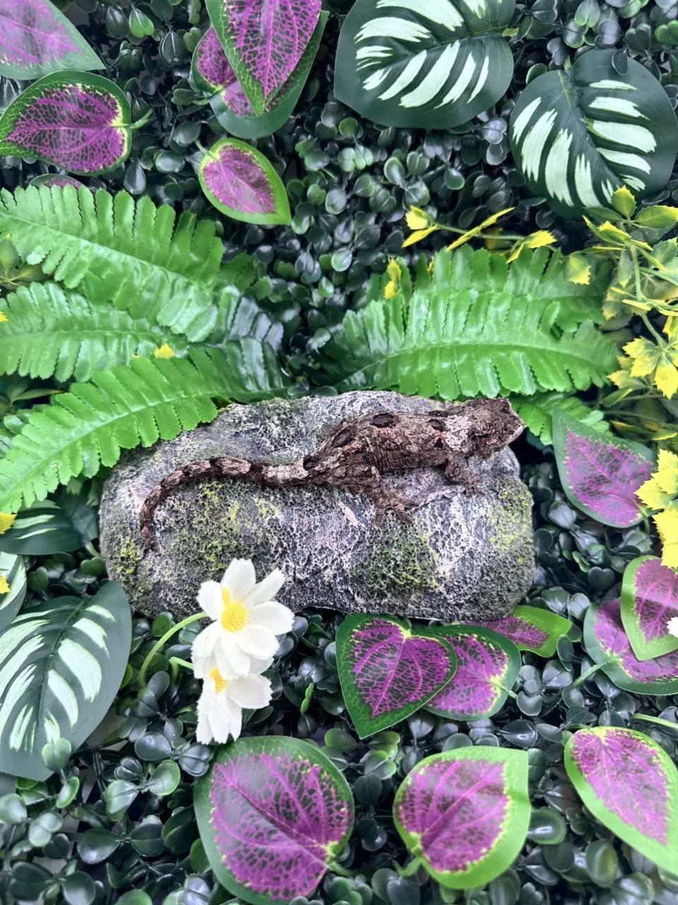 plant/Pine Island Chahoua C1 7/31/2024 NPV 18g-0