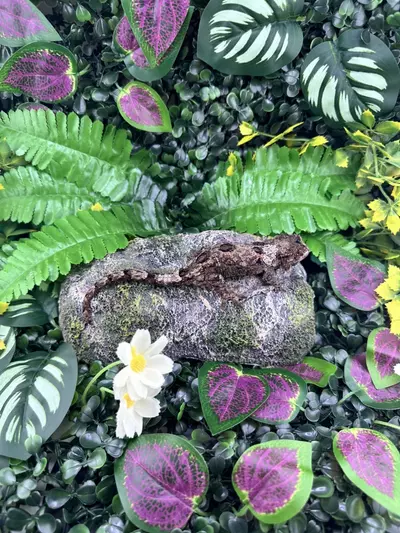 plant/Pine Island Chahoua C1 7/31/2024 NPV 18g-0-thumbnail